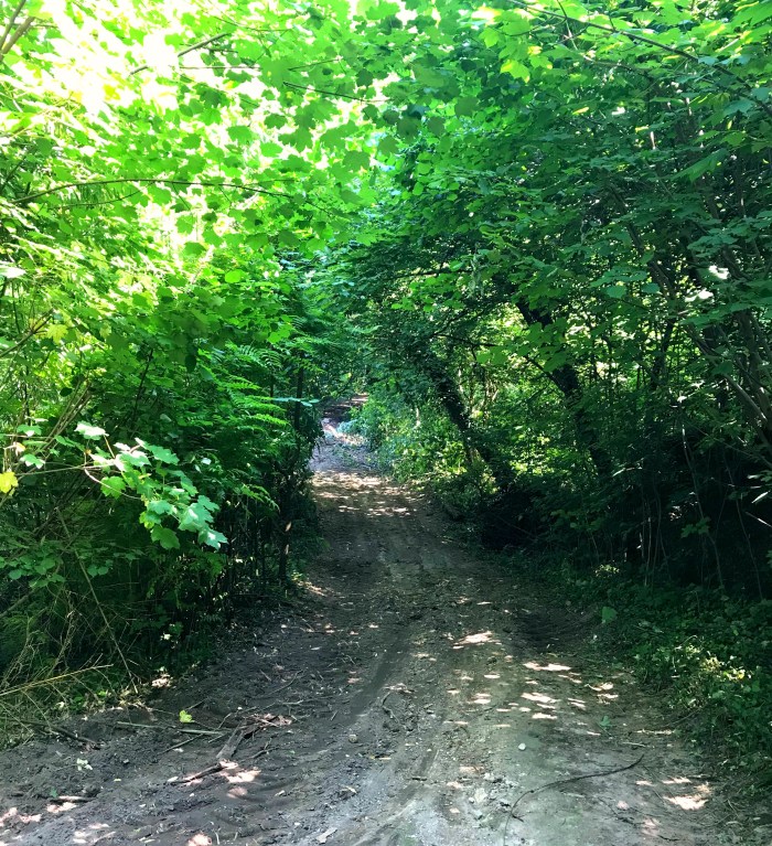Chemin dans la forêt