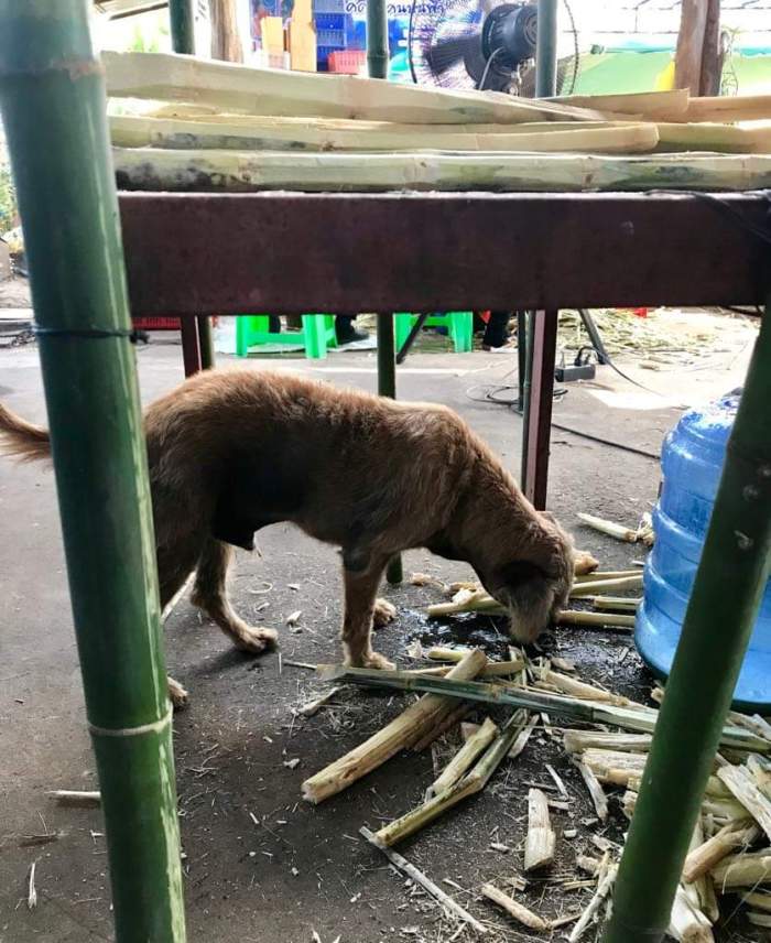 issan rum - dog licking juice