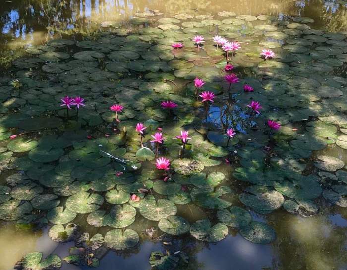 issan rum - nenuphares