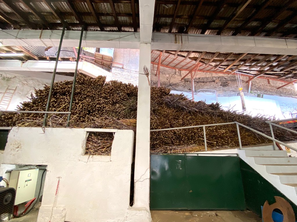 Le rhum de Madère - Sociedade dos Engenhos da Calheta - Les cannes prêtes à être broyées