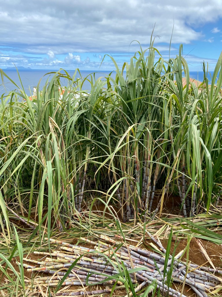 Le rhum de Madère - O Reizinho - Le champ de cannes juste à côté de la distillerie