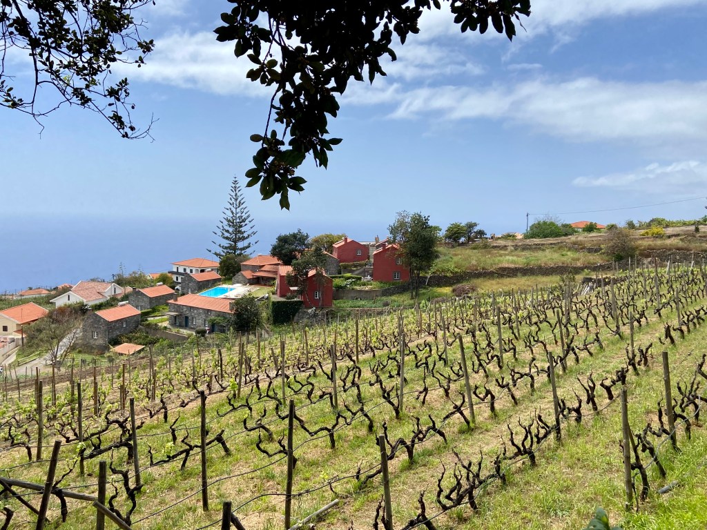 Le rhum de Madère - Vue sur les vignes (et oui, le vin de Madère est sans doute le produit le plus connu de l'île)