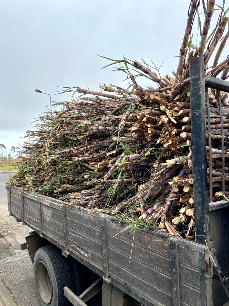 Le rhum de Madère - Engenhos Novo da Madeira - Un camion chargé de cannes arrive à la distillerie