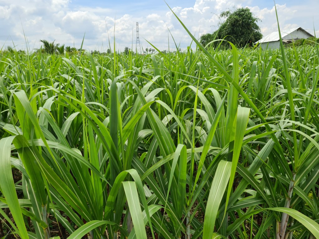 Ampov Rhum - Champ de cannes